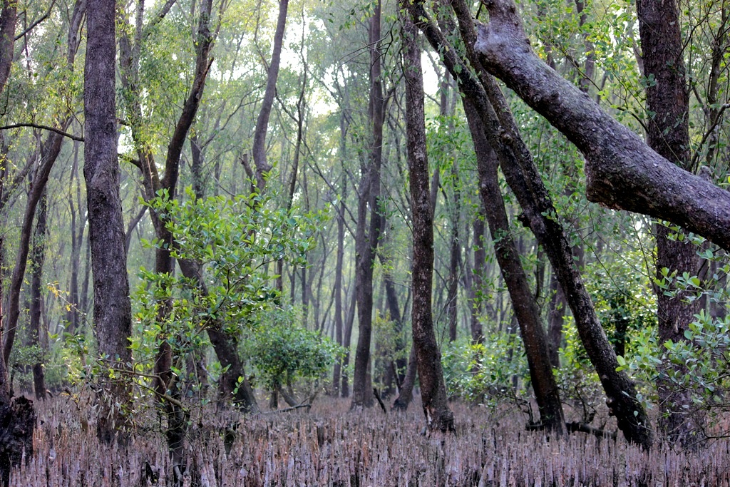 নিঝুম দ্বীপের কেওড়া বন